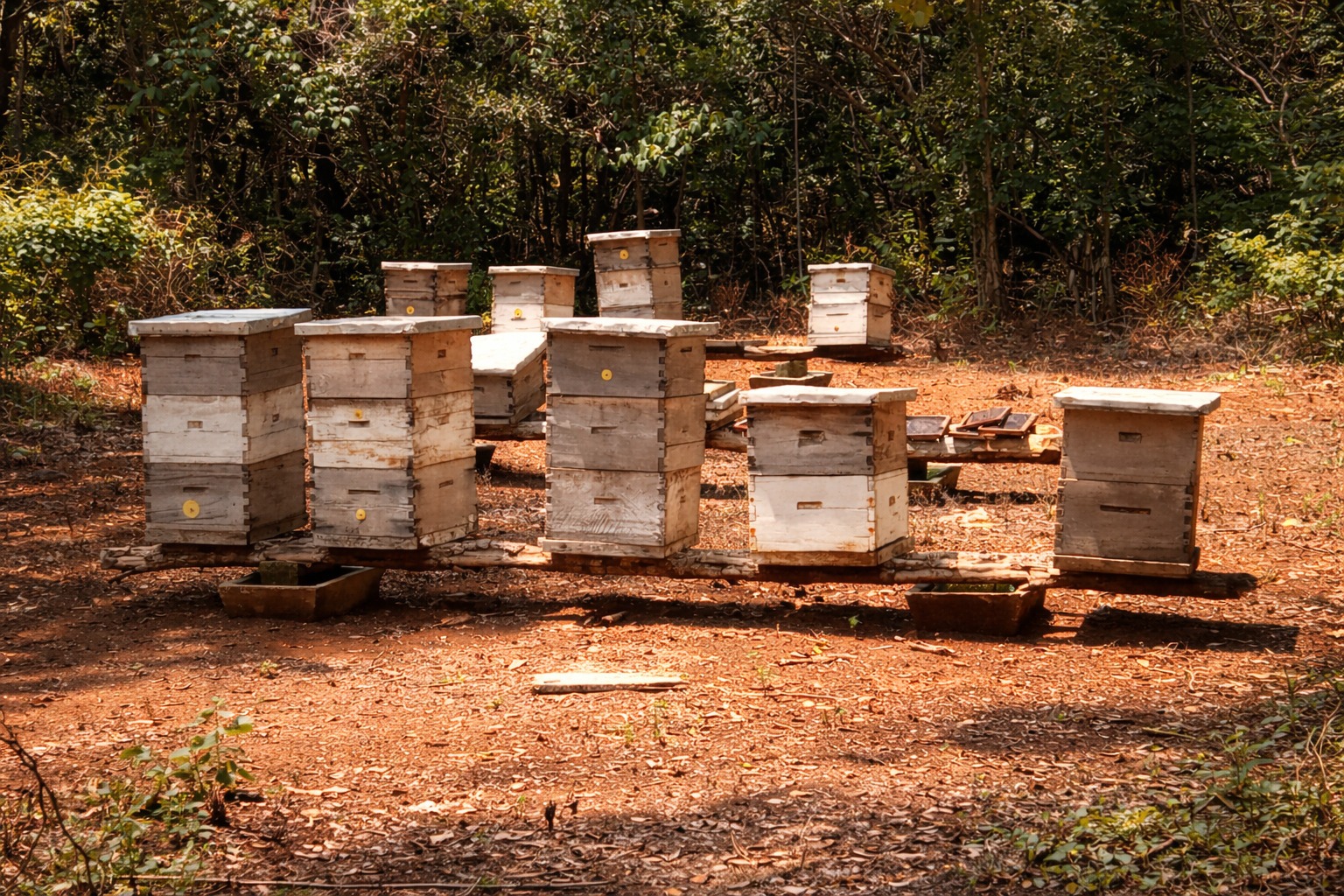 Colmenas de apiario Muchucuxcáh