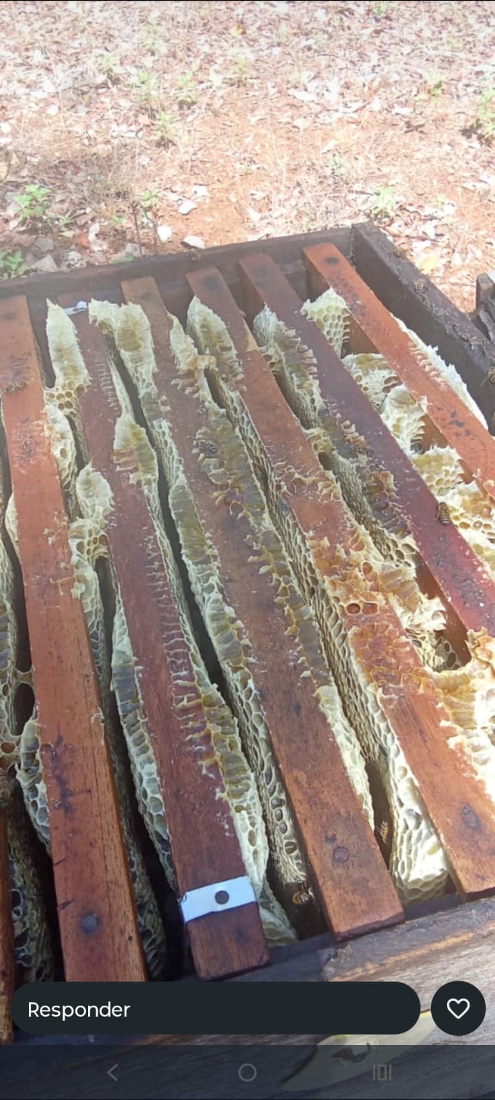 miel de Muchucuxcáh, Yucatán, México